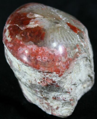 Pennsylvanian Aged Red Agatized Horn Coral - Utah #26351